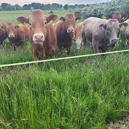 Maisie And Bea's Nyaraló